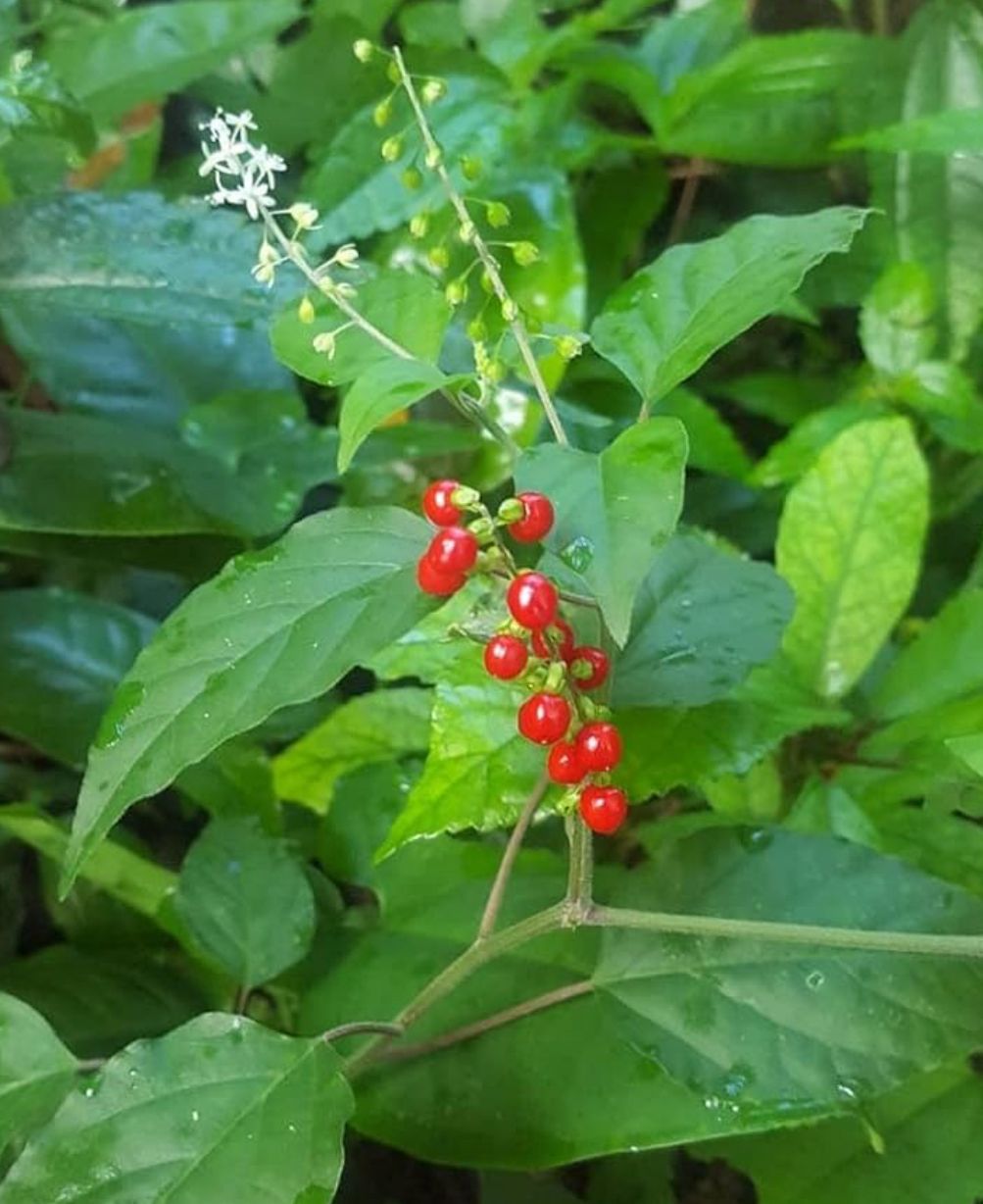 JAMAICAN DOG BLOOD HERB - FEMENINE BALANCE HERBAL TEA