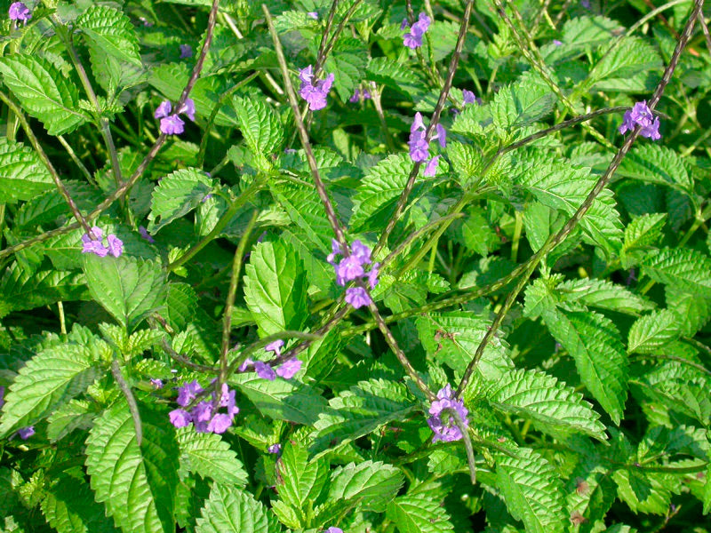 JAMAICAN BLUE VERVAIN  - NERVE BALANCE + SLEEP TEA
